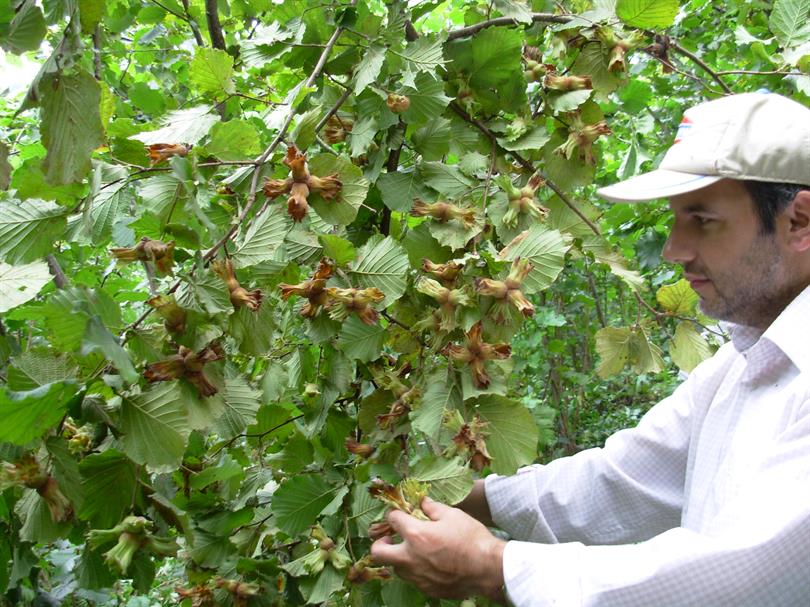 Fındık Hasadına Sayılı Günler Kaldı